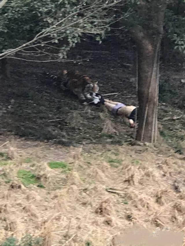 大马游船倾覆 宁波老虎吃人 湖北大巴侧翻 这个大年旅游局毛了