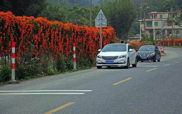 美到窒息！梯面油菜花海震撼登场！旅游君免费送豆腐花，先到先得~