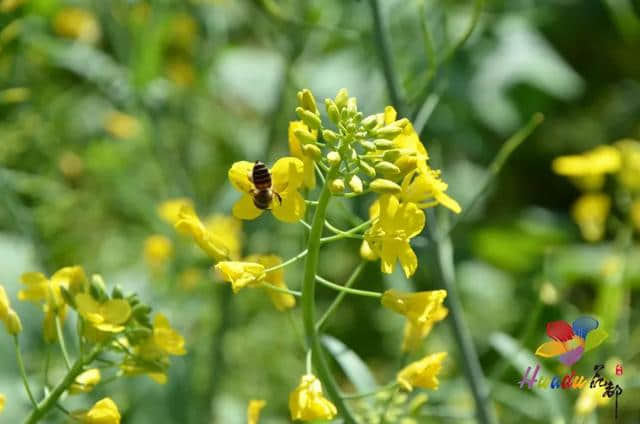 美到窒息！梯面油菜花海震撼登场！旅游君免费送豆腐花，先到先得~