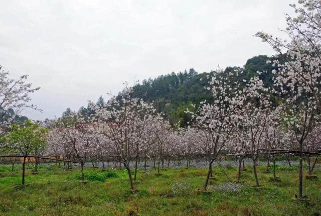 美到窒息！梯面油菜花海震撼登场！旅游君免费送豆腐花，先到先得~