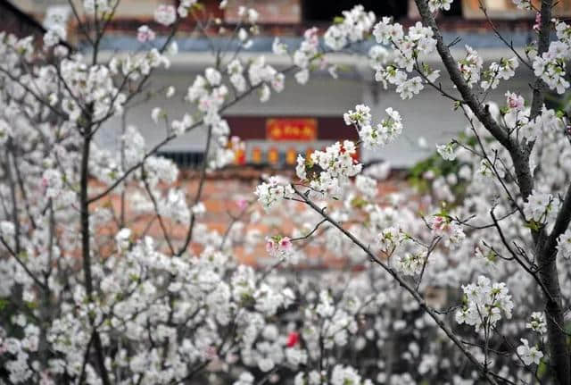 美到窒息！梯面油菜花海震撼登场！旅游君免费送豆腐花，先到先得~