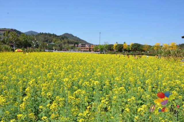 美到窒息！梯面油菜花海震撼登场！旅游君免费送豆腐花，先到先得~