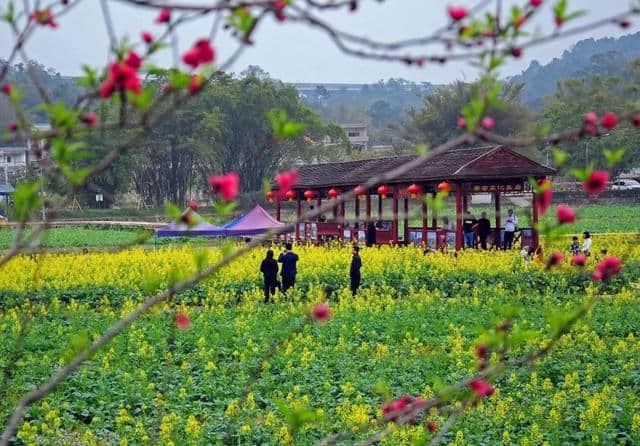 美到窒息！梯面油菜花海震撼登场！旅游君免费送豆腐花，先到先得~