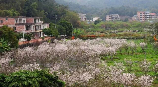 美到窒息！梯面油菜花海震撼登场！旅游君免费送豆腐花，先到先得~