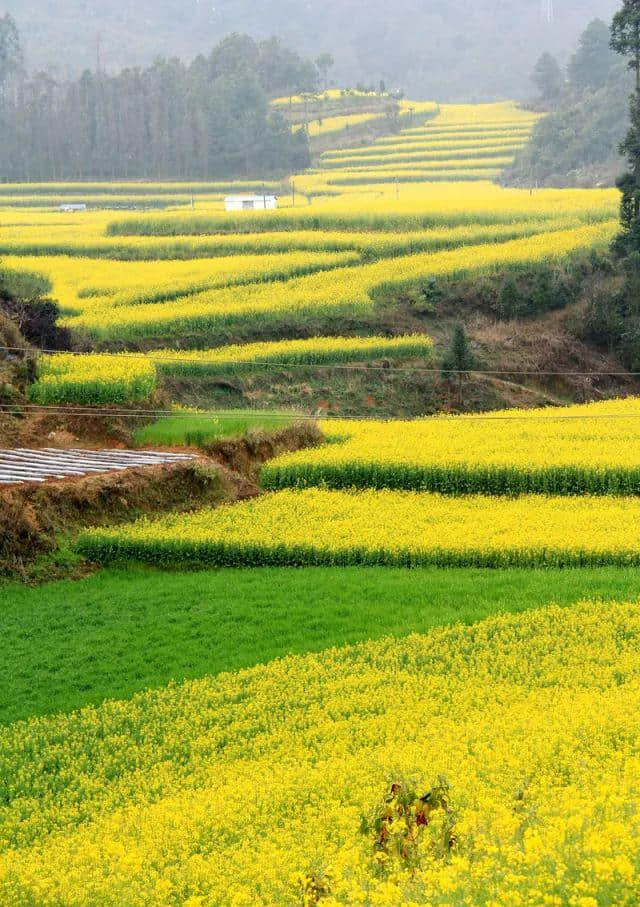 “沃田桑景晚，平野菜花春”