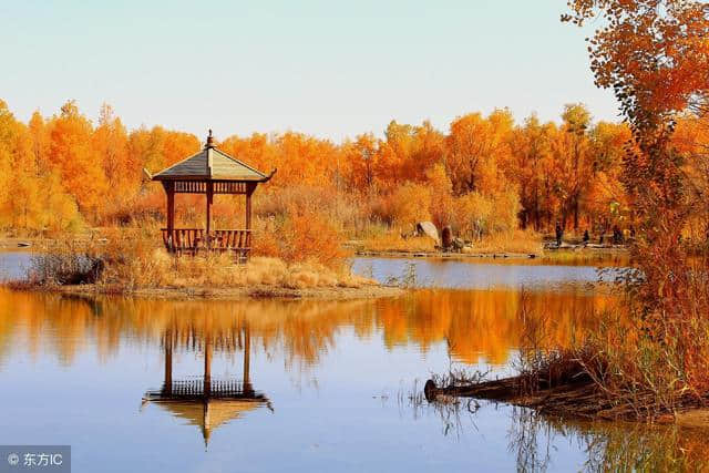 金塔胡杨林游览时间，金塔沙漠胡杨林景区旅游