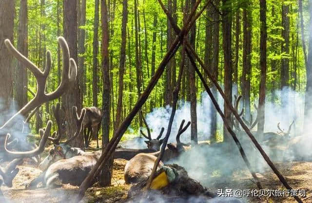 一生一定要去次呼伦贝尔大草原，狂野一“夏”