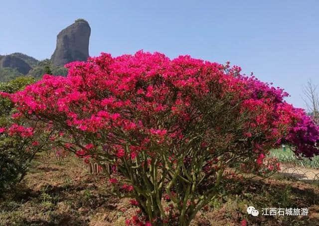 【浪漫石城 】杜鹃花节系列活动之“花朝石城”，精彩呈送！