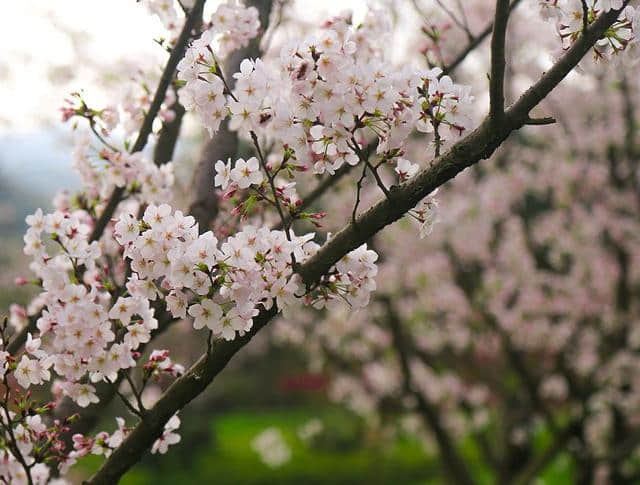 【浪漫石城 】杜鹃花节系列活动之“花朝石城”，精彩呈送！