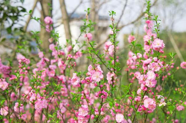 【浪漫石城 】杜鹃花节系列活动之“花朝石城”，精彩呈送！