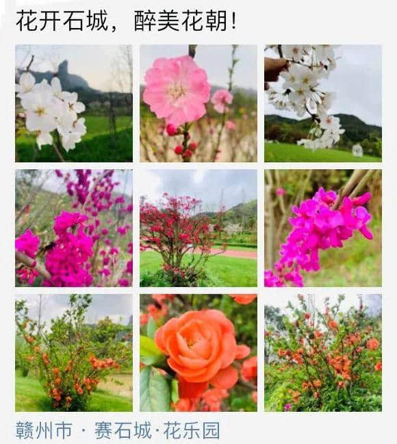 【浪漫石城 】杜鹃花节系列活动之“花朝石城”，精彩呈送！