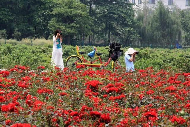 通辽文化旅游季来啦！赏花、踏青、采摘……让你嗨个够！