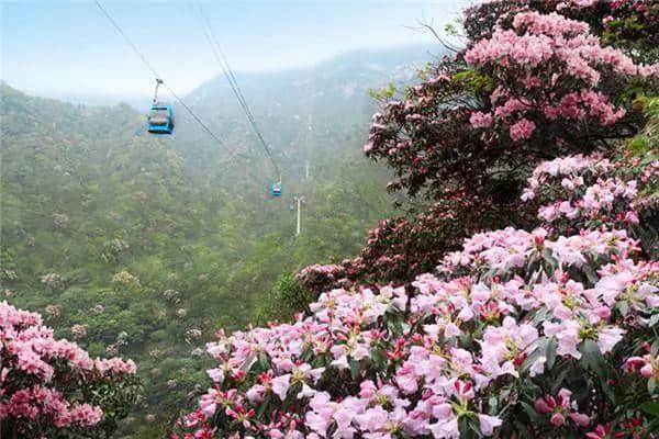 4月进入盛花期！重庆金佛山的杜鹃、垫江的牡丹都想开啦！