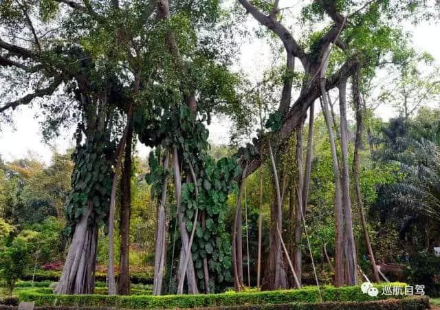 「约驾」游走边陲腾冲、芒市、瑞丽7日自驾游招募！——巡航自驾