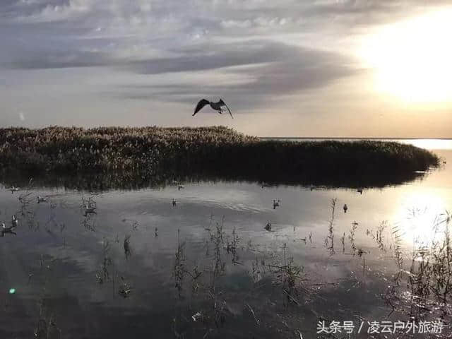 额济纳胡杨林，跨越1537公里，只为看你一眼