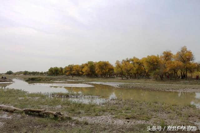 额济纳胡杨林，跨越1537公里，只为看你一眼