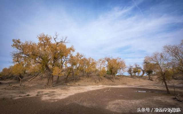 额济纳胡杨林，跨越1537公里，只为看你一眼