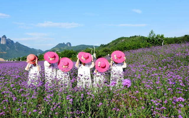 浙江仙居：紫色花海 惊艳夏天