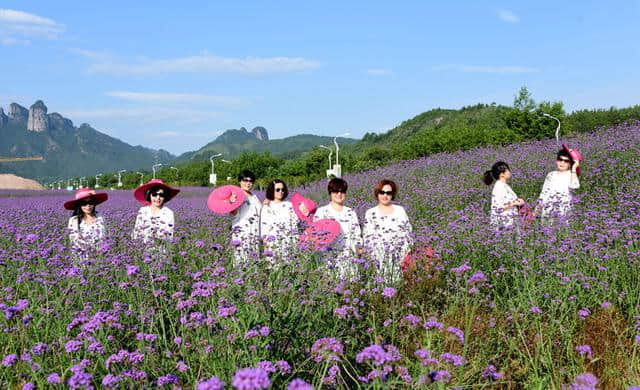 浙江仙居：紫色花海 惊艳夏天