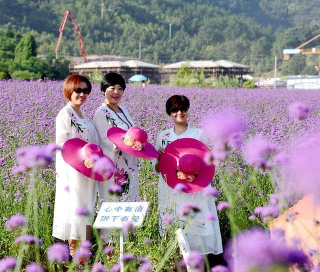 浙江仙居：紫色花海 惊艳夏天