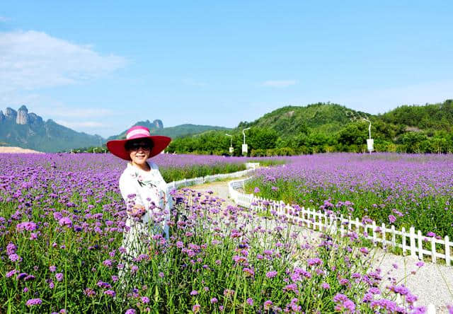 浙江仙居：紫色花海 惊艳夏天