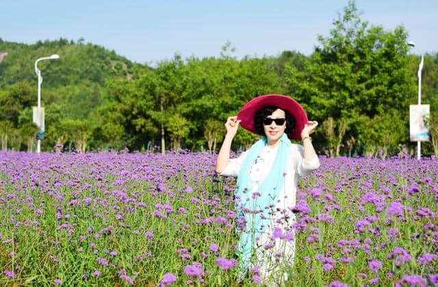 浙江仙居：紫色花海 惊艳夏天