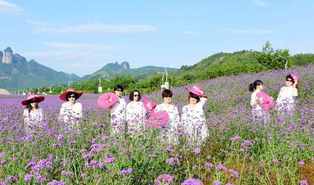 浙江仙居：紫色花海 惊艳夏天