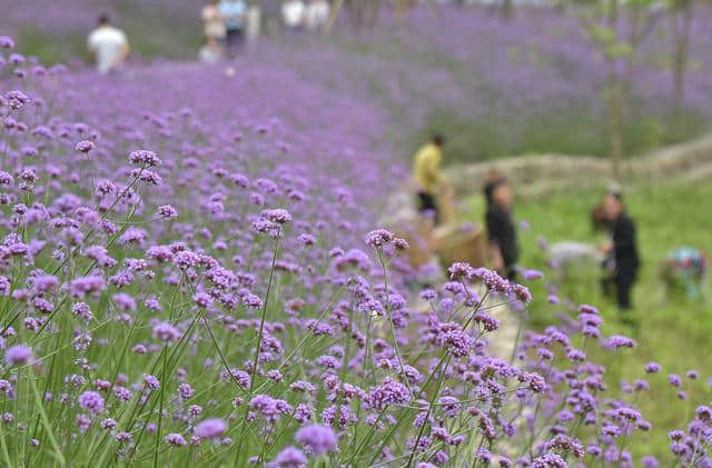 南充·顺庆西河生态乡村旅游