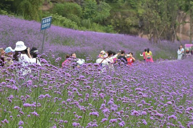 南充·顺庆西河生态乡村旅游