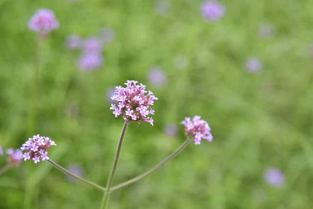 南充·顺庆西河生态乡村旅游