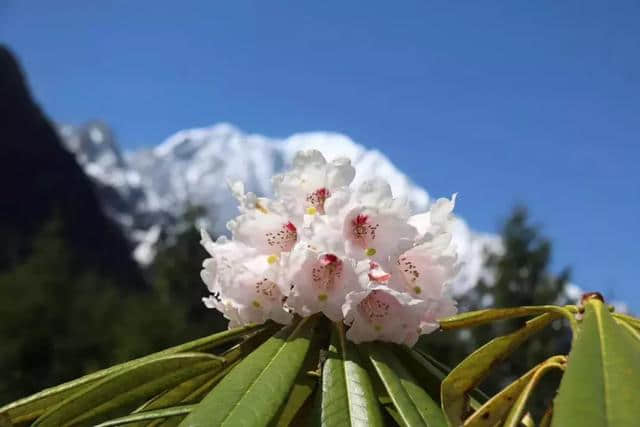 杜鹃开啦！3.5h就能刹拢康定情歌风景区，邂逅318线十里杜鹃长廊