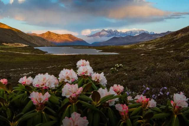 杜鹃开啦！3.5h就能刹拢康定情歌风景区，邂逅318线十里杜鹃长廊