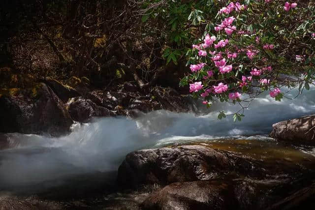 杜鹃开啦！3.5h就能刹拢康定情歌风景区，邂逅318线十里杜鹃长廊