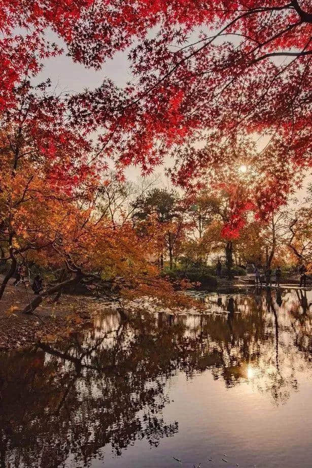 天平红枫渐入佳境！收好这份赏枫玩乐全攻略，赶紧出发吧！