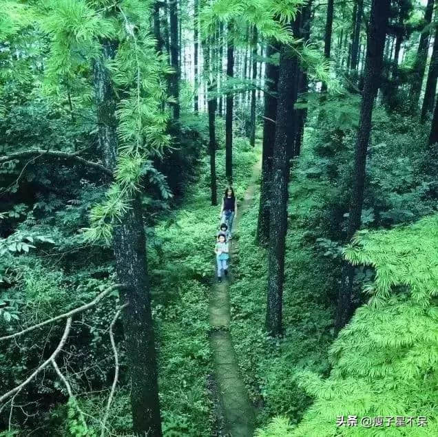 上海3.5小时直达莫干山！旅游大巴已开通！献上一份莫干山攻略