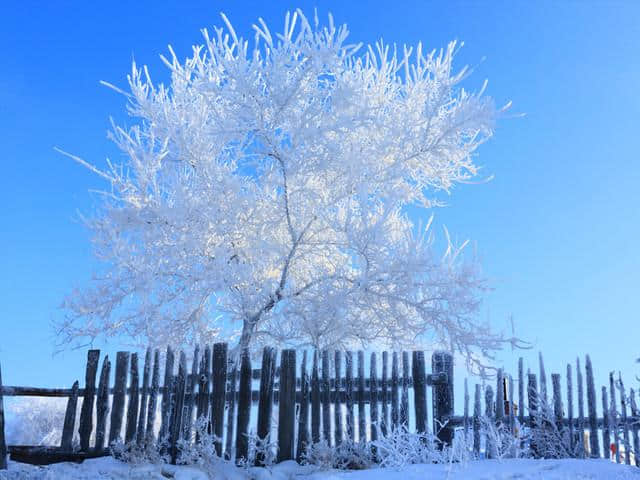 吉林雾凇岛-松花湖-童话雪乡-东北虎林园-哈尔滨冰雪大世界6日游