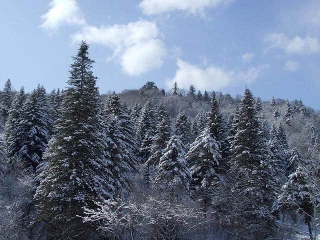 吉林雾凇岛-松花湖-童话雪乡-东北虎林园-哈尔滨冰雪大世界6日游