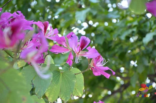 直到现在我才知道，花都湖公园竟然是一块调色板~