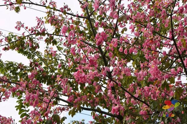 直到现在我才知道，花都湖公园竟然是一块调色板~