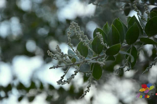 直到现在我才知道，花都湖公园竟然是一块调色板~