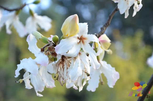 直到现在我才知道，花都湖公园竟然是一块调色板~