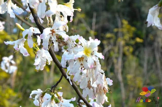 直到现在我才知道，花都湖公园竟然是一块调色板~