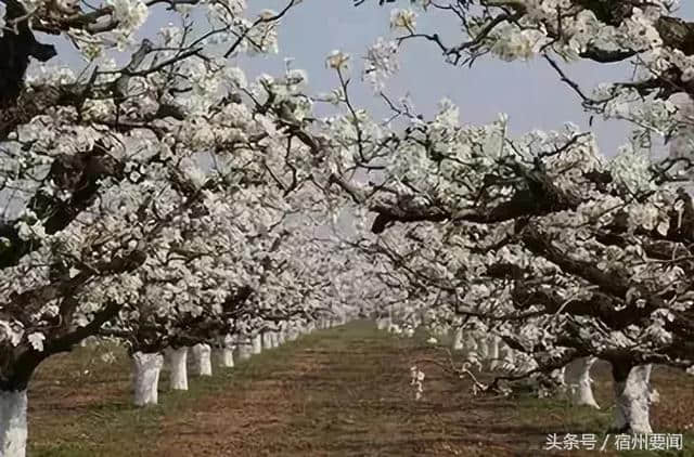 安徽20条最美乡村旅游路线，宿州这些地方上榜