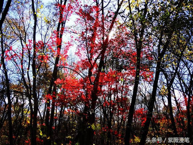 秋染松花湖