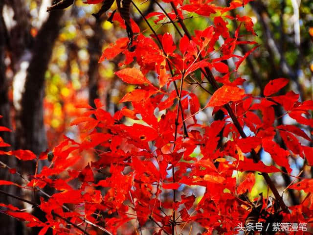 秋染松花湖