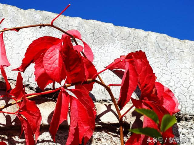 秋染松花湖