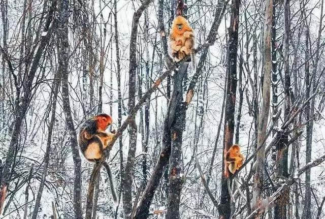 神农架滑雪场明日首滑，看雾凇，打雪仗……是时候开始一场关于雪的旅行了！