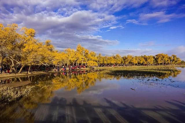 北国的秋天：额济纳的胡杨林只有21天的美，错过还要等一年！