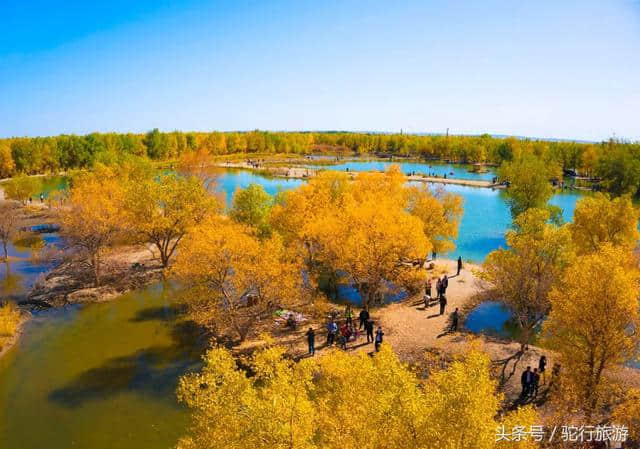 金塔沙漠胡杨林旅游指南