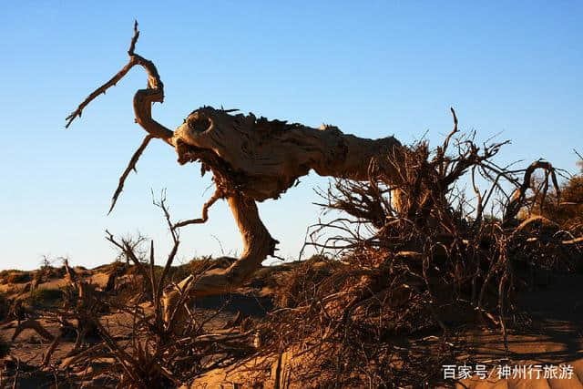 2018去额济纳旗胡杨林最佳旅游时间，门票及路线，赏最美金秋